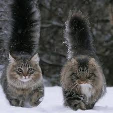 Forest cats probably arrived in norway from europe, descendants of domestic cats introduced to northern europe by the romans. Norwegian Forest Cats 9gag