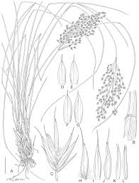 Image result for Styppeiochloa