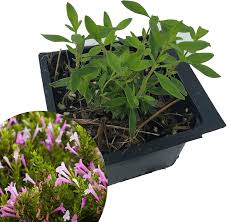 Image result for Ozoroa longipes