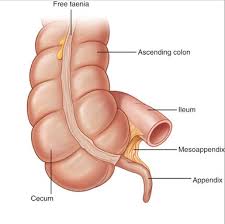 Home/what kitchen designs/layouts are there?/advice articles. Appendectomy Clinical Gate