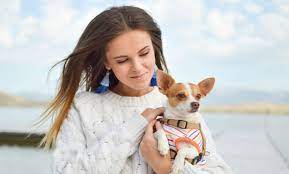 It's all about combining different colored chihuahuas including fawns and chocolate browns. How Much Are Chihuahua Pups Worth Without Papers Dog N Treats
