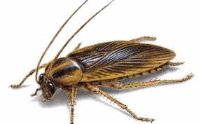 In business since 2001 with 23 years of experience. Aps Pest And Termite Extermination Lindale Tx Alignable