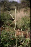 Image result for Sehima