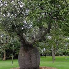 Check spelling or type a new query. Brachychiton Arbre Bouteille Australien Vente En Ligne De Plants De Brachychiton Arbre Bouteille Australien Pas Cher Leaderplant
