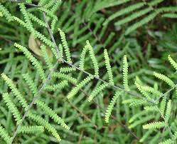 Image result for Gleichenia polypodioides