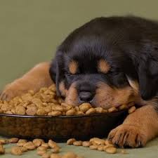 Will Premium Foods Make Your Dog Live Longer Pethelpful