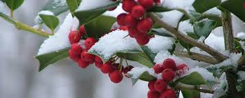 We did not find results for: Beat The Beginning Of Winter Blahs How To Create A Winter Garden Garden Weasel