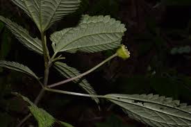 Image result for Lecanthus peduncularis