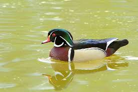 8 responses to wood duck box plans ». 11 Wood Duck House Ideas Wood Duck House Duck House Wood Ducks