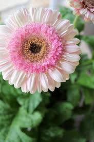 All White Flowers Are Beautiful And With Meanings Of Their Own So Which Do You Prefer Beautiful White Flowers Ty Beautiful Flowers Flowers Pretty Flowers