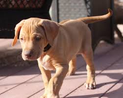 Rhodesian ridgeback welpen weiblich gesucht. Rhodesian Ridgeback Puppies For Sale To Loving Homes Bronkhorstspruit Rhodesian Ridgeback Puppies Dog Breeders Gallery