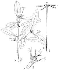 Image result for Ixora kalehensis