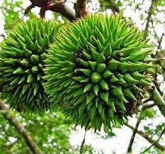 Durian Isu Durio Oxleyanus A Rare Durian From Lowland Rainforest In Borneo Peninsula Malaysia And Samutera The Flesh Of Ekzoticheskij Frukt Rasteniya Cvety