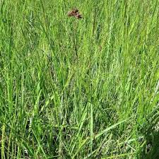 Image result for Kohautia caespitosa