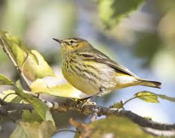 Birds Of Western North Carolina Photos Cape May Warbler Western North Carolina North Carolina Cape May