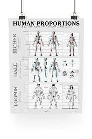 Human Figure Proportions Poster Richer Hale And Loomis