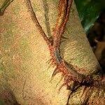 Image result for Lomariopsis warneckei