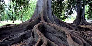 Consider utilizing a drip irrigation system to ensure your redwood trees have enough proper water. Tree Removal Chicago How Tree Roots Can Damage Your Home