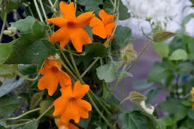 Image result for Thunbergia