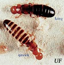 50 860 просмотров • 4 сент. Western Drywood Termite Incisitermes Minor Hagen