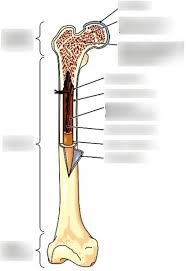 Anatomy of the long bone. Long Bone Anatomy Diagram Quizlet