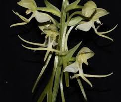 Image result for Habenaria falciloba