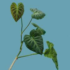 My Philodendron Verrucosum Has Gone Through A Journey In The Apartment When It First Arrived The Leaves Were Large And Grow Philodendron Plant Leaves Botanist