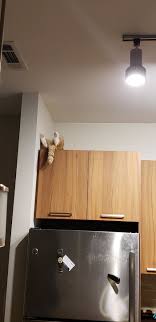 He Is Laying On His Back On Top Of The Cabinets With His Eyes Wide Open Just Staring At The Ceiling In 2020 Cat Online His Eyes Cats