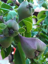 Image result for Pereskia