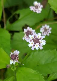 Image result for Phyla nodiflora