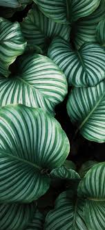 Leaves wallpaper iphone plant wallpaper tropical wallpaper wallpaper for your phone aesthetic iphone wallpaper nature wallpaper aesthetic wallpapers pinky wallpaper amazing wallpaper. Plant Phone Wallpaper 1080x2340 049