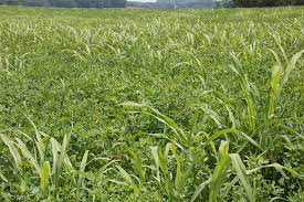 Digging clumps of johnson grass in the yard or small garden is a start. Johnsongrass Another Two Faced Forage Hay And Forage Magazine