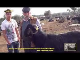 Celpez Tv Pala Dayi Bir Dunya Markasi Honamli Keciyi Tanitiyor Duaci Antalya Youtube Keciler Hayvanlar Antalya