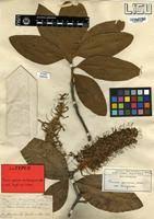 Image result for Faurea