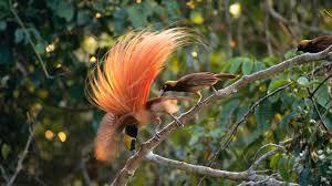 Learn about five different varieties of this brilliant plant. Birds Of The Gods Birds Of Paradise And Sexual Selection Nature Pbs