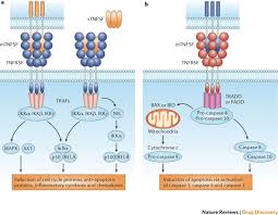 Muhammad yunus, nobel laureate in , which contributed actively and directly in the ,8. Clinical Targeting Of The Tnf And Tnfr Superfamilies Nature Reviews Drug Discovery