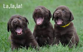 Labrador Puppies For Sale Mn Yellow Lab Puppies Minnesota Welcome Home Labs Located In Minnesota Yellow Lab Puppies Lab Puppies Labrador Puppies For Sale
