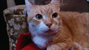11 Ways To Show Your Cats Love That They Can Understand Youtube With Images Cat Love Tabby Cat Calico Cat Facts