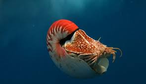 Populations Of The Chambered Nautilus Are Now At Risk Of Going Extinct From Overfishing To Satisfy The Internationa Chambered Nautilus Ocean Creatures Nautilus