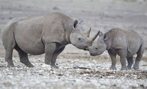 11 Animals That Are Now Extinct Thanks To Humans Most Endangered Animals Endangered Animals Black Rhinoceros