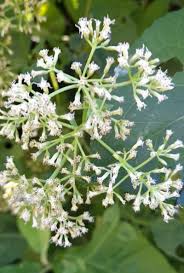 Image result for Grewia micrantha