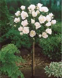 Rosier Sur Tige Korbin En 2020 Avec Images Rosier Arbre Fleuri Jardinage