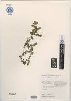 Image result for Nelsonia smithii