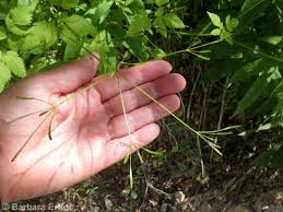 Image result for Heisteria zimmereri