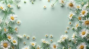 AI generated Frame made of chamomile wildflowers
