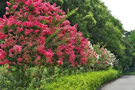 Bright pink blooms as big as your hand appear in late summer, then carpet the ground. Zone 9 Full Sun Trees Growing Trees That Tolerate Full Sun