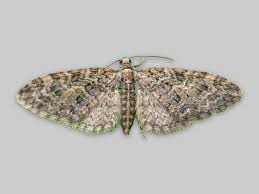 Image result for Eupithecia subumbrata