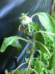 Tiny black insects on flower bud location: White Bugs On My Sunflower Mealybugs Maybe
