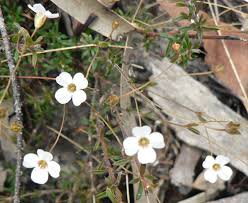 Image result for Mitrasacmopsis