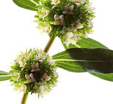 Image result for Mitracarpus